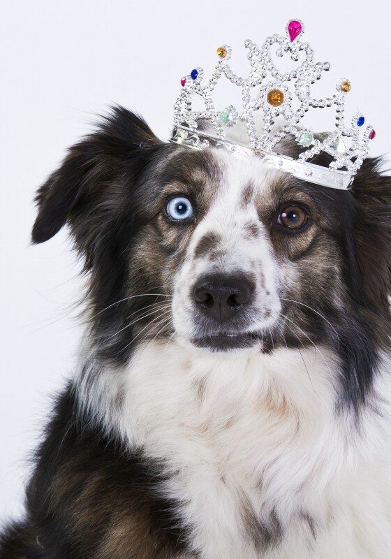 dog_crown